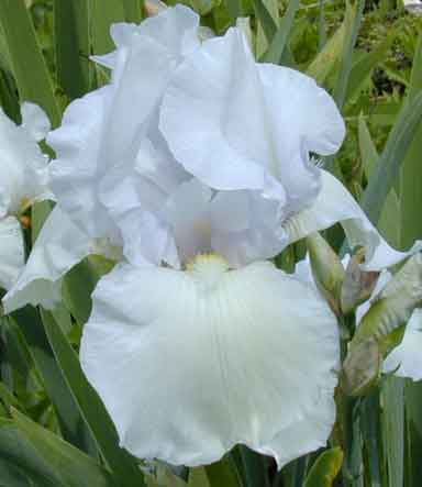 Brother Carl TB Iris